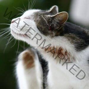Dermatites e Problemas de Pele em Gatos